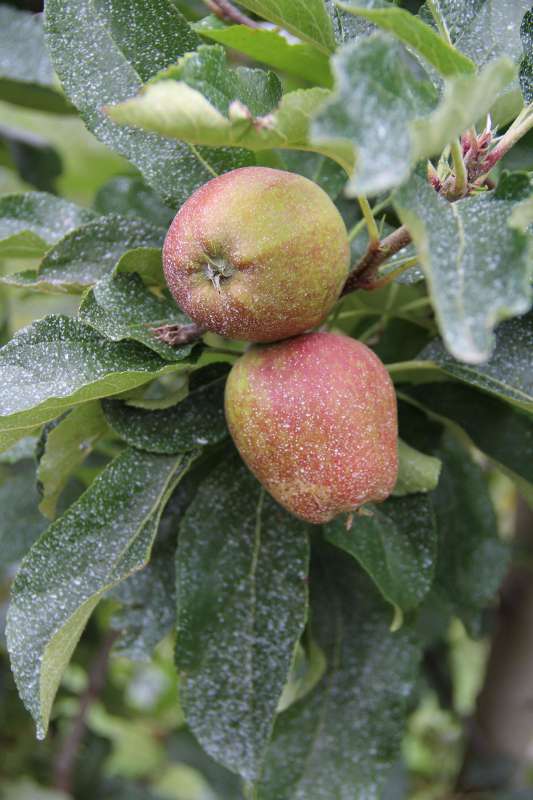 Pomme avec argile
