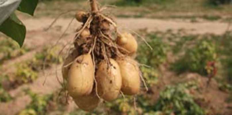 Une pomme par bouquet