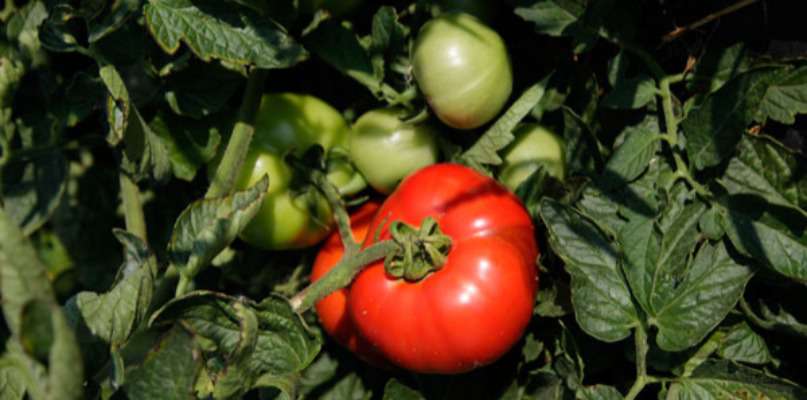 Offre Tomates Rondes de plein Champ 